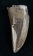 Partial Tyrannosaurid Tooth - Montana #9981-1